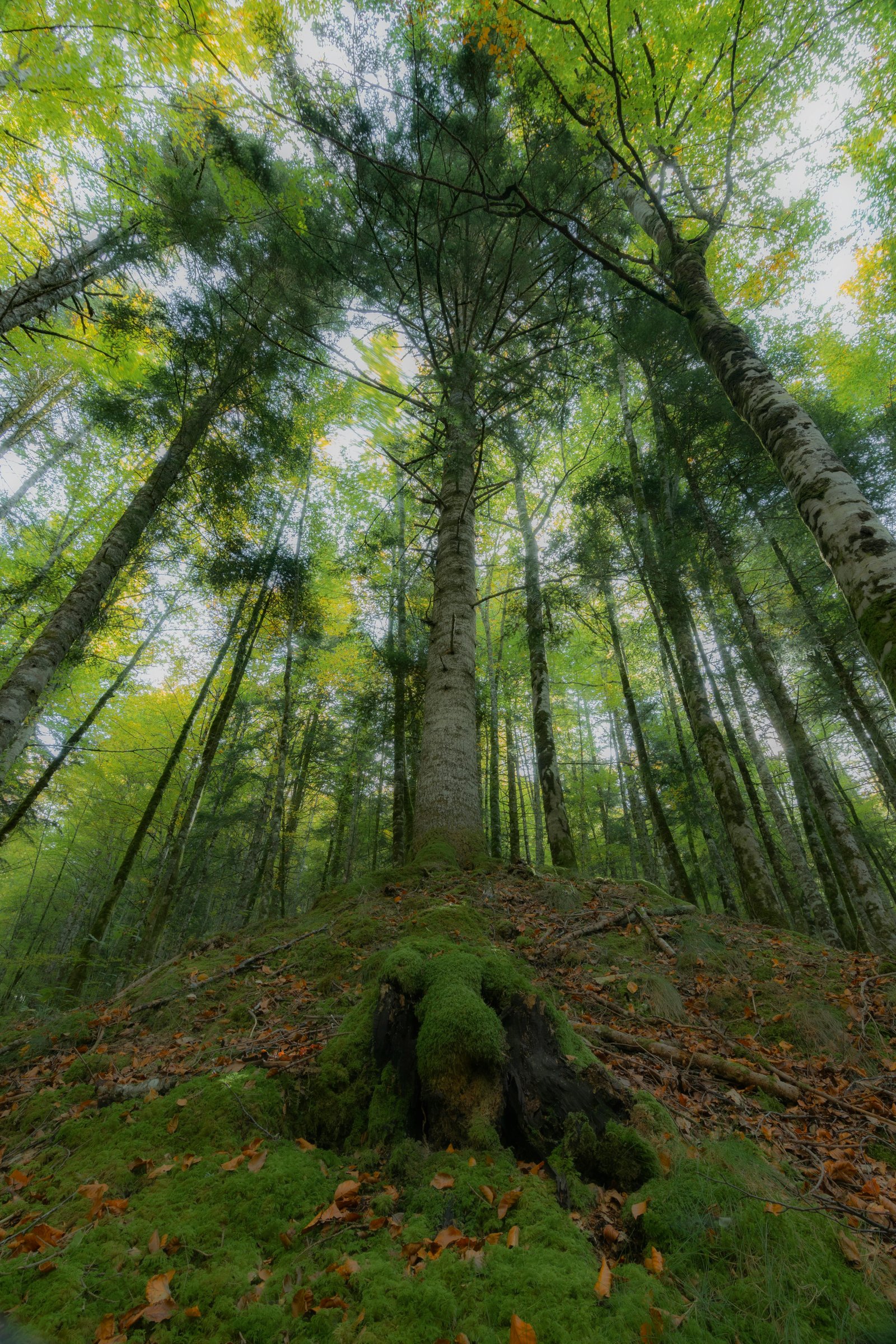 Majestätischer Baum im Wald